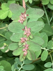 Euphorbia thymifolia