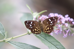 Celaenorrhinus chihhsiaoi