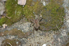 Trochosa