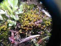 Physcomitrium pygmaeum