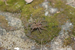 Trochosa