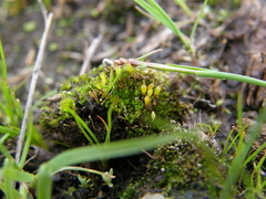 Physcomitrium pygmaeum