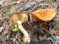 Cortinarius mucosus