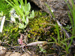 Physcomitrium pygmaeum