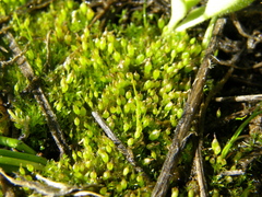 Physcomitrium pygmaeum