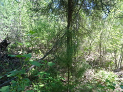 Pinus sibirica