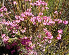 Erica cubica