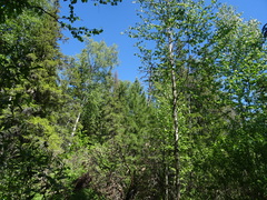 Pinus sibirica