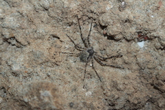 Philodromus margaritatus