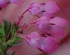 Erica cubica