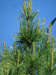 Pinus sibirica