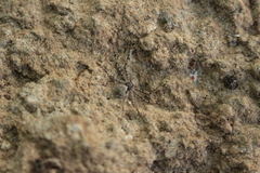 Philodromus margaritatus