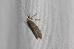 Lecithocera