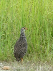 Pternistis icterorhynchus