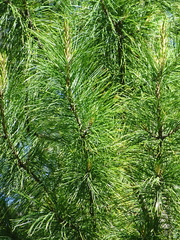Pinus sibirica