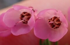 Erica cubica