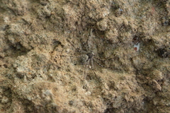 Philodromus margaritatus