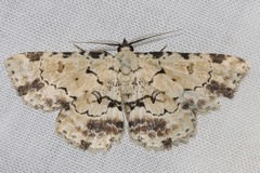 Sandava scitisignata