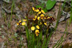 Diuris palustris