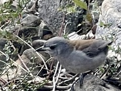 Colluricincla harmonica