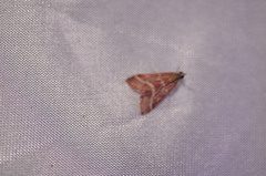 Pyrausta volupialis