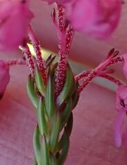 Erica cubica