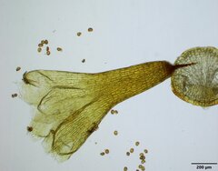 Physcomitrium pygmaeum