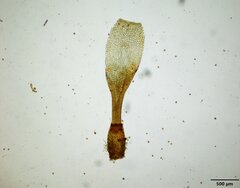 Physcomitrium pygmaeum