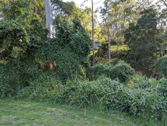 Passiflora herbertiana