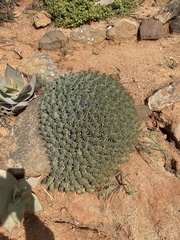 Euphorbia mammillaris