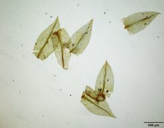 Physcomitrium pygmaeum