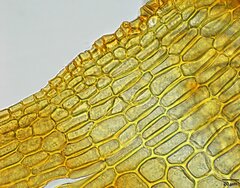 Physcomitrium pygmaeum