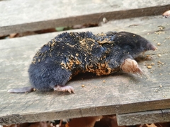 Aquitanian Mole photo 2