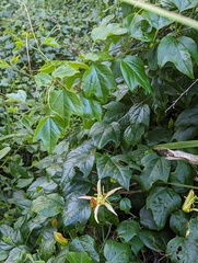 Passiflora herbertiana