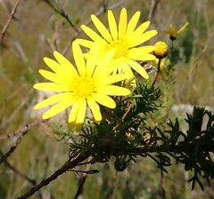 Ursinia paleacea