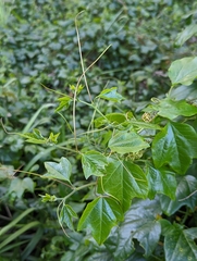 Passiflora herbertiana