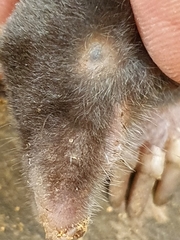 Aquitanian Mole photo 4