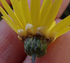 Ursinia paleacea
