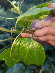 Passiflora herbertiana