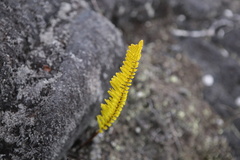 Polypodium pellucidum