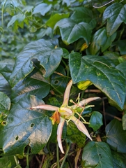 Passiflora herbertiana