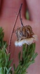 Ursinia paleacea