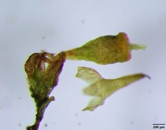 Physcomitrium pygmaeum