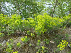 Euphorbia cyparissias