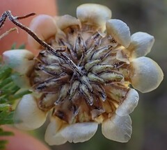 Ursinia paleacea