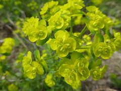 Euphorbia cyparissias