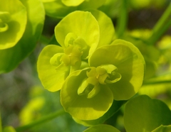 Euphorbia cyparissias