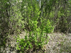 Betula fruticosa