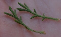 Ursinia paleacea