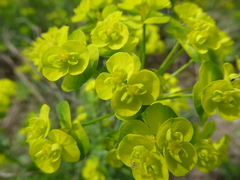 Euphorbia cyparissias